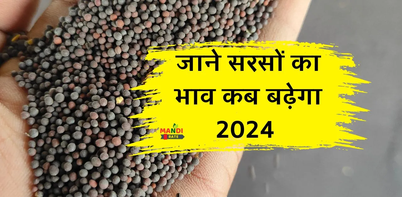 sarso ka bhav kab badhega 2024